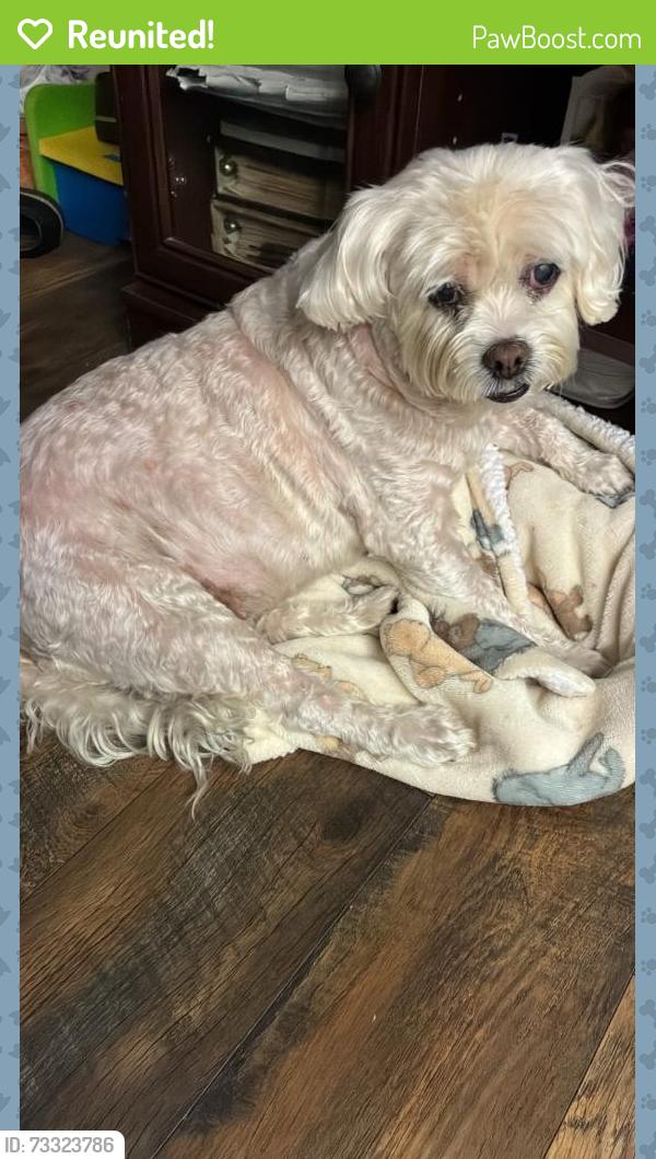 Reunited Female Dog last seen Near E 16th St, Long Beach, CA 90804, USA, Long Beach, CA 90804
