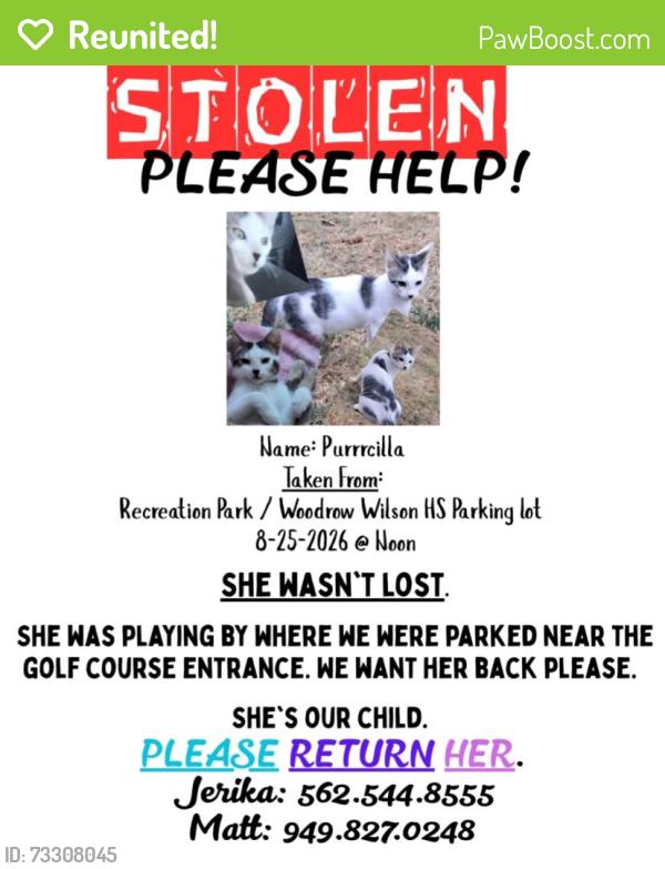 Reunited Female Cat last seen Near federation dr, Long Beach, CA 90814