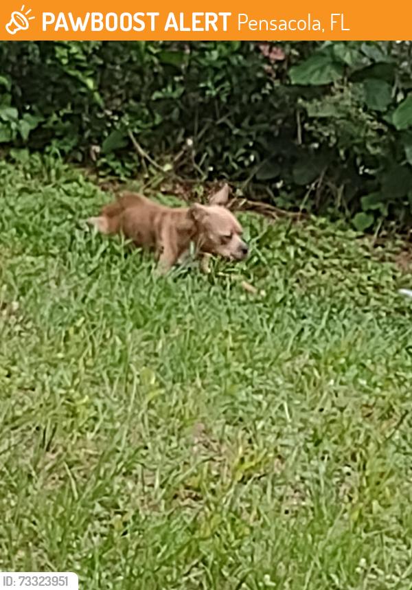 Found/Stray Unknown Dog last seen Lynch jackson, Pensacola, FL 32505