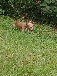 Found/Stray Unknown Dog last seen Lynch jackson, Pensacola, FL 32505