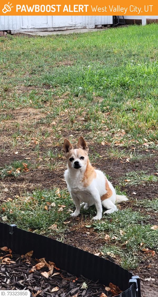Found/Stray Male Dog last seen Near S 7800 W, West Valley City, UT 84128
