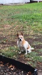 Found/Stray Male Dog last seen Near S 7800 W, West Valley City, UT 84128