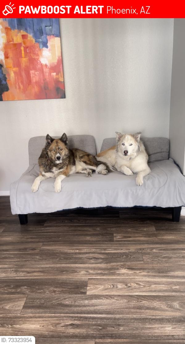 Lost Male Dog last seen always listen, Phoenix, AZ 85041
