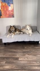 Lost Male Dog last seen always listen, Phoenix, AZ 85041