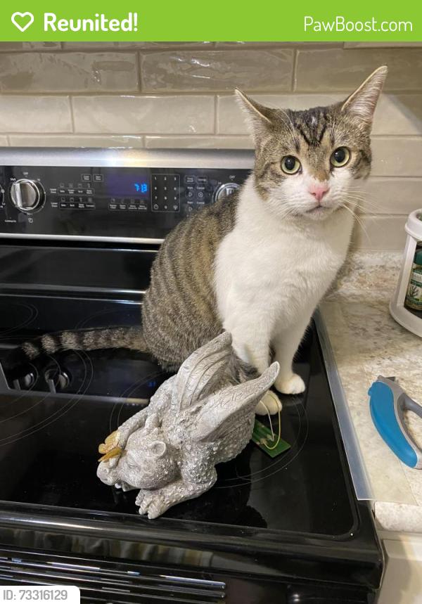 Reunited Male Cat last seen Mulberry, Millstadt, IL 62260