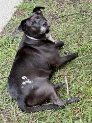 Found/Stray Unknown Dog last seen Between Matthews and and McAllister Mill rd on Cam Branch, Scranton, SC 29591