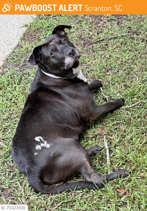 Found/Stray Unknown Dog last seen Between Matthews and and McAllister Mill rd on Cam Branch, Scranton, SC 29591