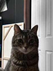 Reunited Male Cat last seen At home, front door didn’t close properly, Cheyenne, WY 82007
