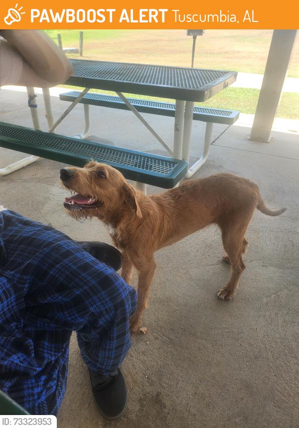 Found/Stray Female Dog last seen She is currently at Colbert animal shelter in tuscumbia AL. I found her at riverfront park in Sheffield., Tuscumbia, AL 35674