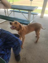 Found/Stray Female Dog last seen She is currently at Colbert animal shelter in tuscumbia AL. I found her at riverfront park in Sheffield., Tuscumbia, AL 35674
