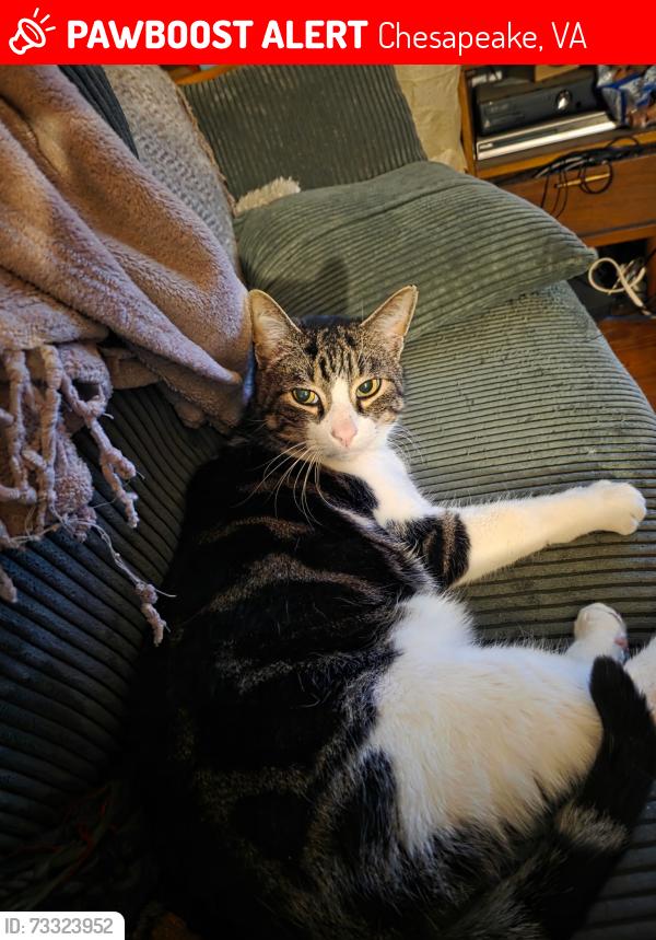 Lost Male Cat last seen Rokeby and main, Chesapeake, VA 23320