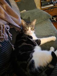Lost Male Cat last seen Rokeby and main, Chesapeake, VA 23320