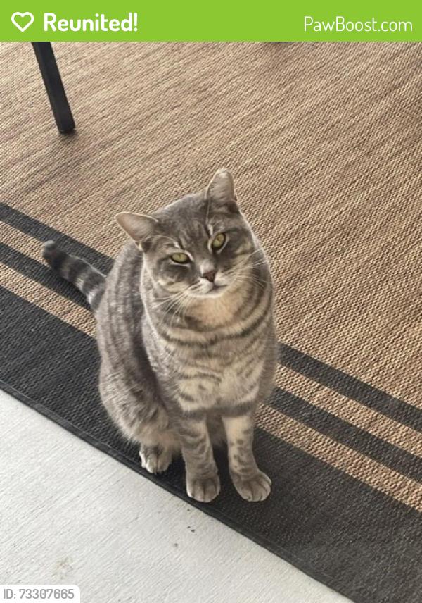 Reunited Male Cat last seen Ridge Trace, San Antonio, TX 78258, San Antonio, TX 78258