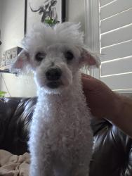 Found/Stray Female Dog last seen Holt/Resevoir, Pomona, CA 91768