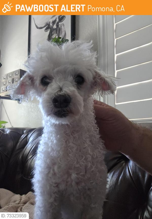 Found/Stray Female Dog last seen Holt/Resevoir, Pomona, CA 91768