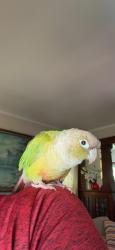 Reunited Female Bird last seen Bond & Clark street, Hillside, NJ 07112