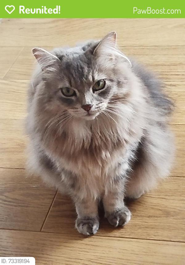 Reunited Female Cat last seen Pinewood Gardens, Lobley Hill, England 