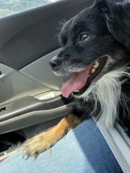 Found/Stray Male Dog last seen Near St Cloud, San Antonio, TX 78228, San Antonio, TX 78228