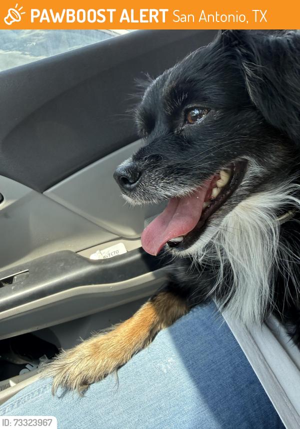 Found/Stray Male Dog last seen Near St Cloud, San Antonio, TX 78228, San Antonio, TX 78228