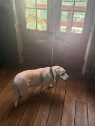 Reunited Female Dog last seen Summer Avenue and Highland, Memphis, TN 38122