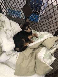 Reunited Male Dog last seen Running in the street near park dr, Auburn, CA 95602