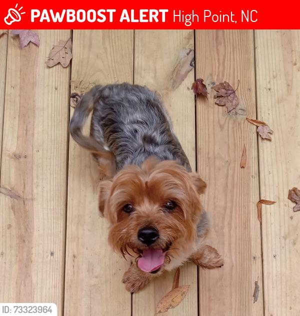 Lost Male Dog last seen Ray and Rotary, High Point, NC 27262