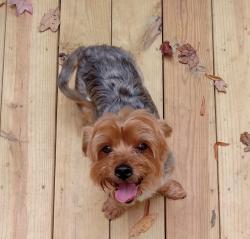 Lost Male Dog last seen Ray and Rotary, High Point, NC 27262