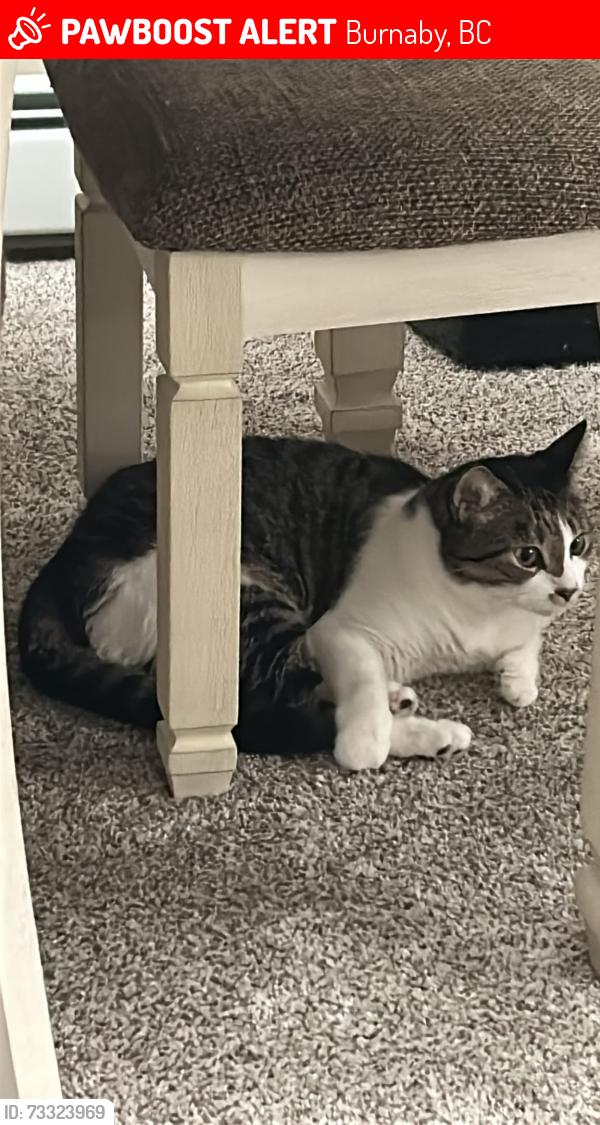 Lost Unknown Cat last seen 15th ave burnaby, Burnaby, BC 