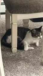 Lost Unknown Cat last seen 15th ave burnaby, Burnaby, BC 