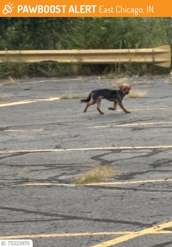 Found/Stray Male Dog last seen By Bishop Noll High School, East Chicago, IN 46312
