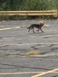 Found/Stray Male Dog last seen By Bishop Noll High School, East Chicago, IN 46312