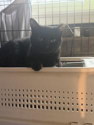 Found/Stray Female Cat last seen Tropicana and Forte Apache, Las Vegas, NV 89117