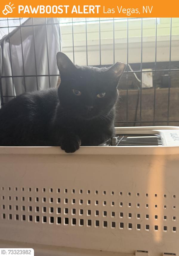 Found/Stray Female Cat last seen Tropicana and Forte Apache, Las Vegas, NV 89117