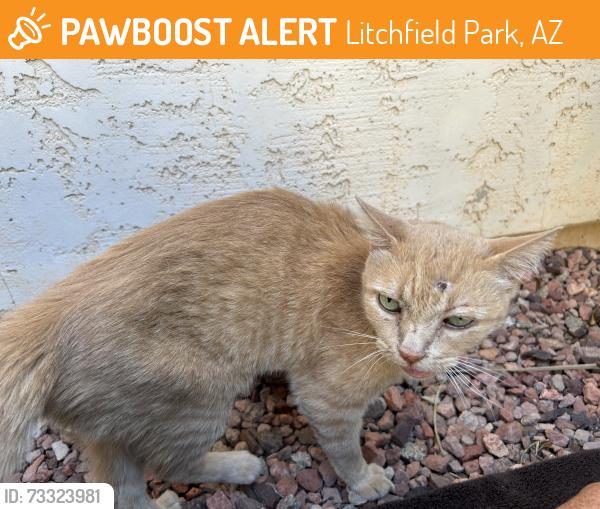 Found/Stray Male Cat last seen Dysart Rd and Camelback Rd, Litchfield Park, AZ 85340