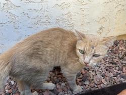 Found/Stray Male Cat last seen Dysart Rd and Camelback Rd, Litchfield Park, AZ 85340