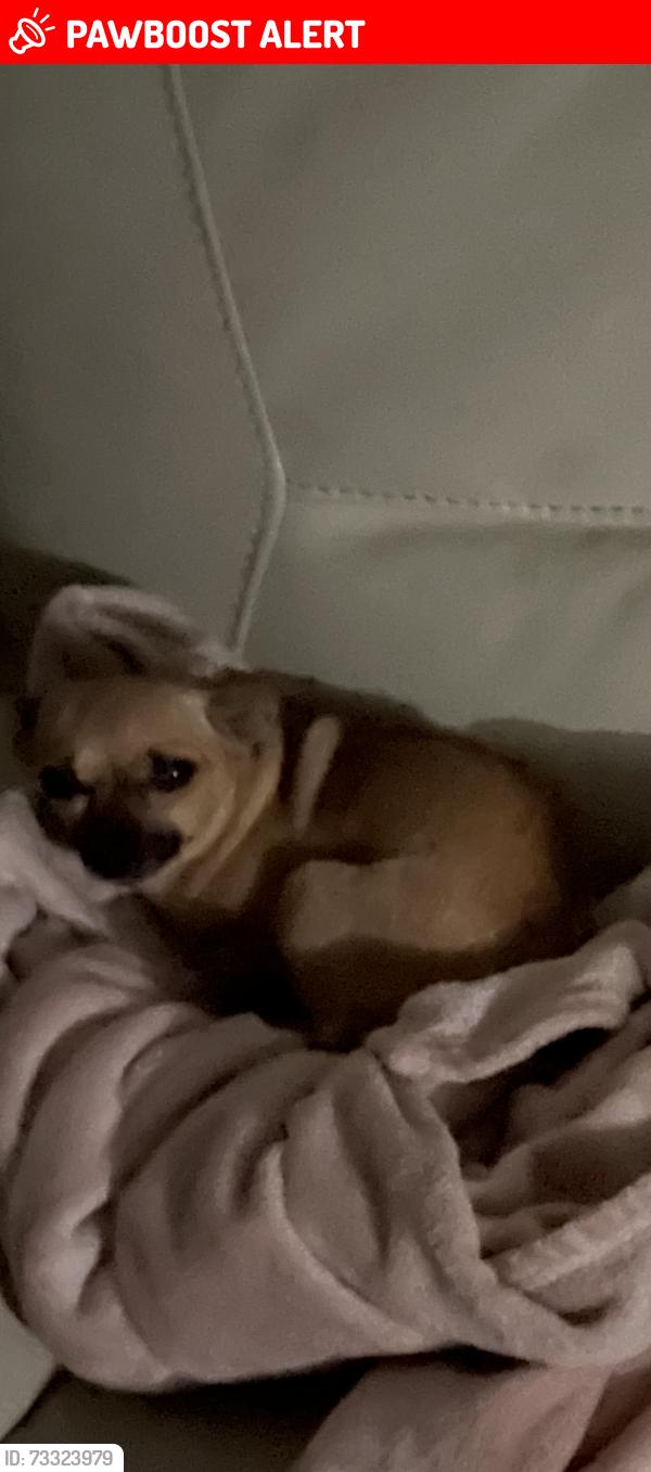 Lost Female Dog last seen 58th Ave and 4th Street, Indian River County, FL 32968