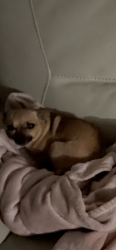 Lost Female Dog last seen 58th Ave and 4th Street, Indian River County, FL 32968
