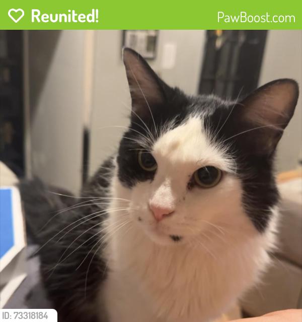 Reunited Female Cat last seen Paces, Main Street and Gentile, Layton, UT 84041