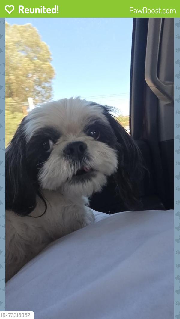 Reunited Female Dog last seen Grant/Fairview, Tucson, AZ 85705