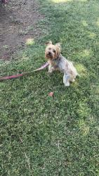Reunited Female Dog last seen Canary dr north highland, North Highlands, CA 95660