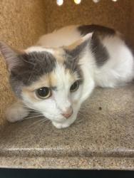 Shelter Stray Female Cat last seen Near Magnolia Drive, County/Unicorporated, NC, 1491 Business Park Ct, Gastonia, NC 28052, USA