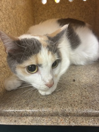 Shelter Stray Female Cat last seen Near Magnolia Drive, County/Unicorporated, NC, 1491 Business Park Ct, Gastonia, NC 28052, USA