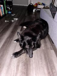 Found/Stray Male Dog last seen Braided stream way, Indianapolis, IN 46268