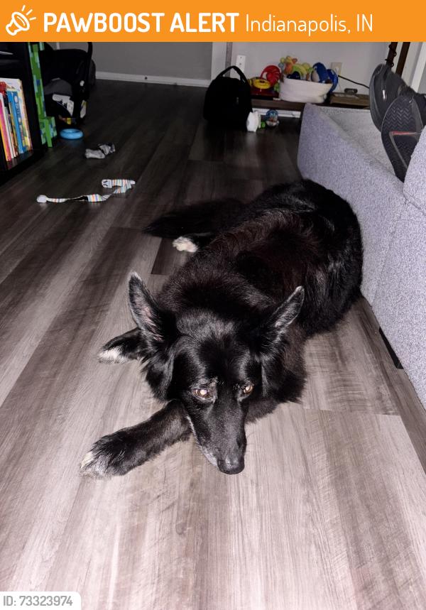 Found/Stray Male Dog last seen Braided stream way, Indianapolis, IN 46268
