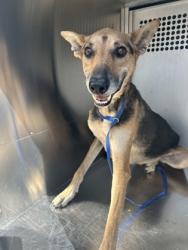 Shelter Stray Male Dog last seen Near CRENSHAW AVE, Central District, TX, 355 Hillshire Dr, Haslet, TX 76052, USA