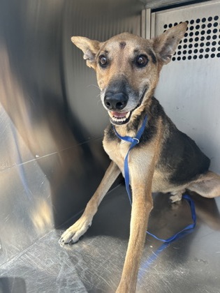 Shelter Stray Male Dog last seen Near CRENSHAW AVE, Central District, TX, 355 Hillshire Dr, Haslet, TX 76052, USA