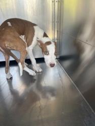 Shelter Stray Female Dog last seen Near MILLET AVE, Central District, TX, 355 Hillshire Dr, Haslet, TX 76052, USA
