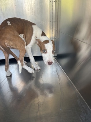 Shelter Stray Female Dog last seen Near MILLET AVE, Central District, TX, 355 Hillshire Dr, Haslet, TX 76052, USA