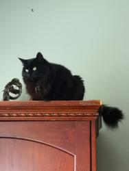 Reunited Female Cat last seen Jewell on Holmes and 55th, Clarendon Hills, IL 60514