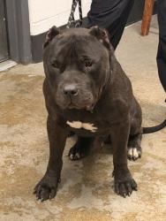 Shelter Stray Male Dog last seen Near Benham, 4th District, OH, 9203 Detroit Ave, Cleveland, OH 44102, USA